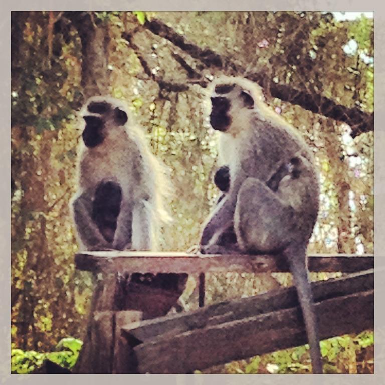 A Pousada Jungle Monkey Backpackers Port Saint Johnʼs Exterior foto